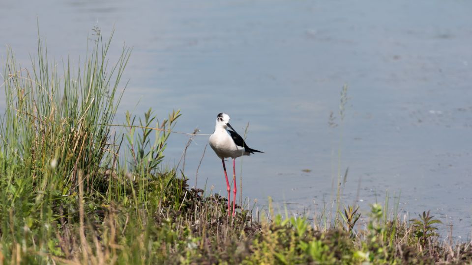 golyatocs Himantopus himantopus