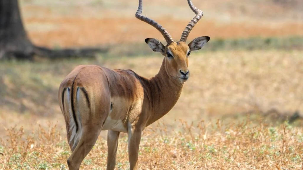Egy impala áll egy szavannán, hátulról nézve, szép barna bundával és jellegzetes agancsokkal.