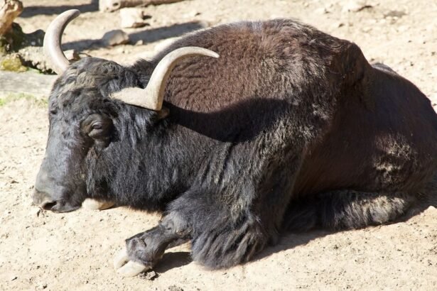 Egy jak fekszik a földön, pihen és élvezi a napsütést.