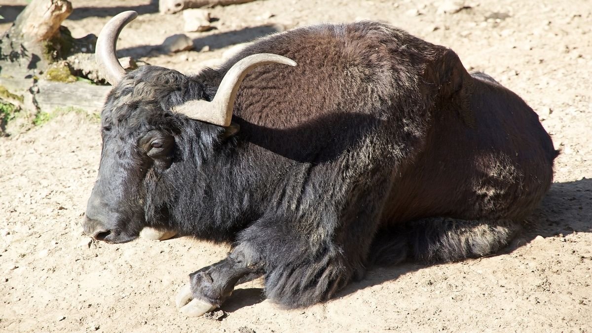 Egy jak fekszik a földön, pihen és élvezi a napsütést.