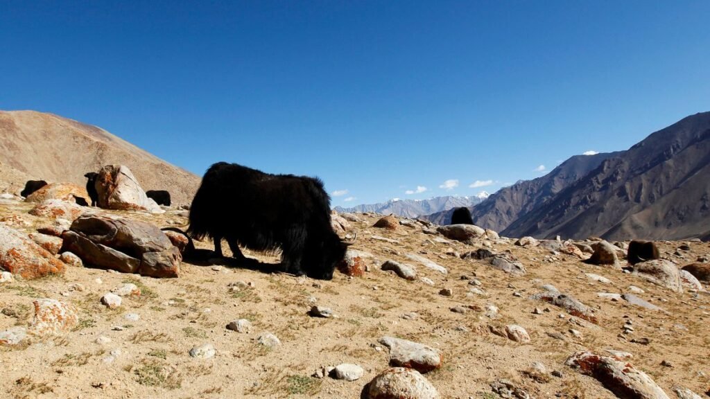 Egy jak a hegyekben, sziklák között legelészve, tiszta kék ég alatt.