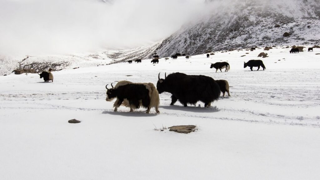 Havon legelő jakok, háttérben hegyek és köd.