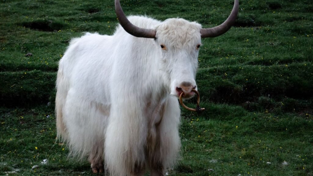 Egy fehér jak áll a zöld fűben, hosszú szőrzettel és nagy, ívelt agancsokkal.