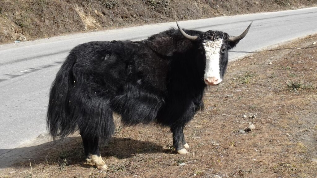 Egy jak áll az út mellett, fekete bundájával és fehér arcával.
