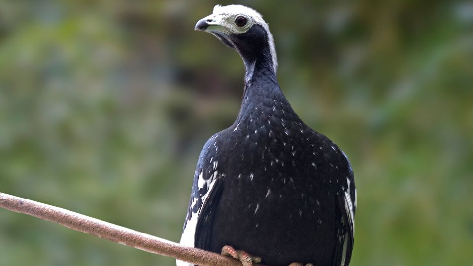 kektorku guan Pipile cumanensis 1