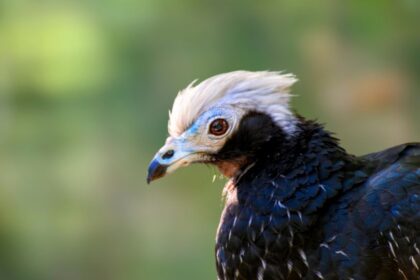 kektorku guan Pipile cumanensis