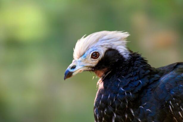Kéktorkú guán, egy különleges madár, amelynek színes tollazata és jellegzetes feje van.