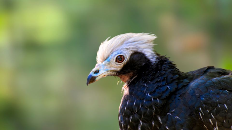 kektorku guan Pipile cumanensis