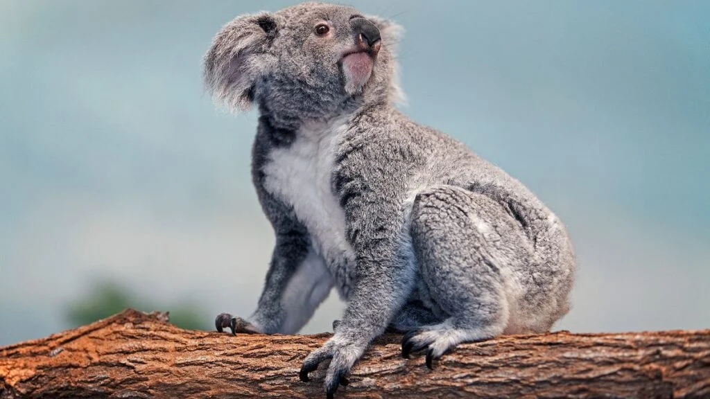 Egy koala ül egy fán, figyelmesen néz körül, szürke bundájával és nagy füleivel.