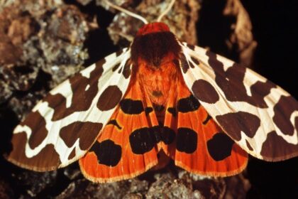 Közönséges medvelepke színes szárnyakkal, fán pihenve.