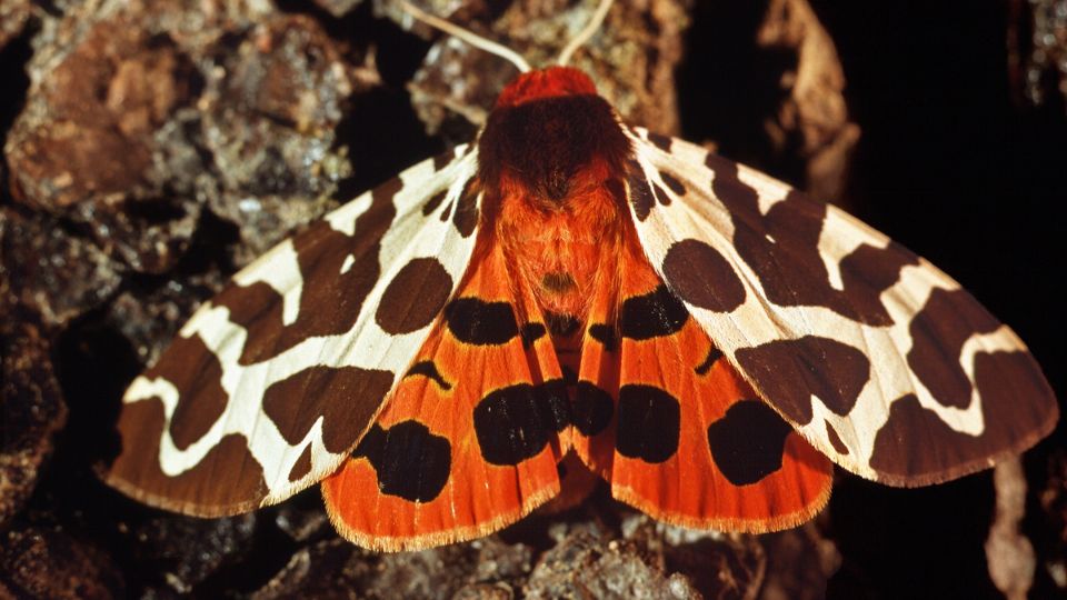 Közönséges medvelepke színes szárnyakkal, fán pihenve.