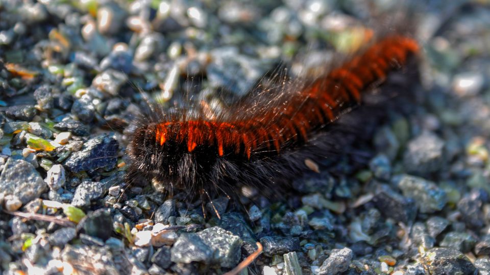 Egy közönséges medvelepke hernyója, fekete és narancssárga színű, kavicsos talajon mászik.