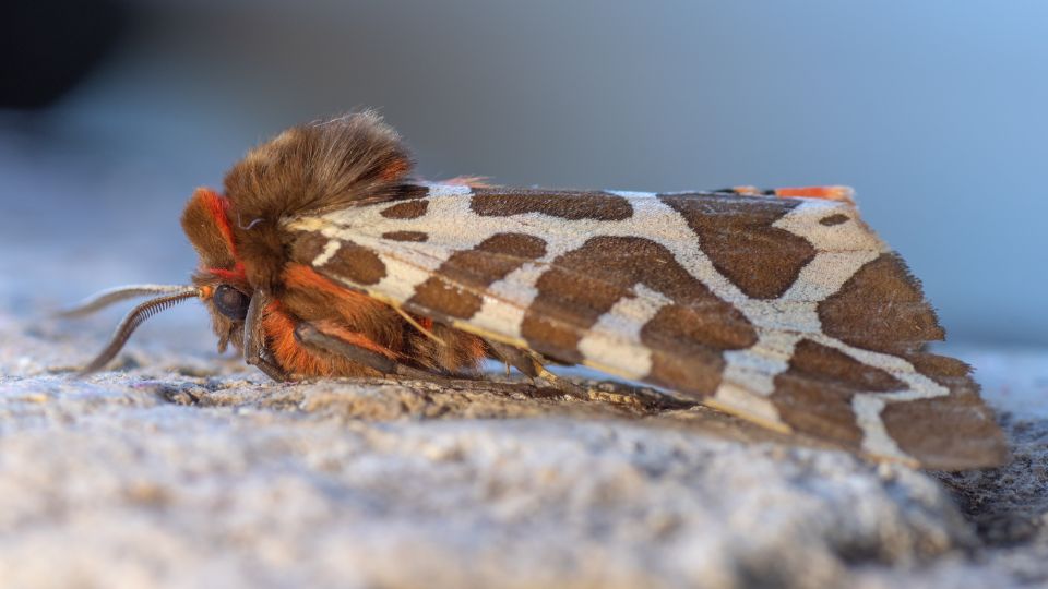 Közönséges medvelepke oldalnézetből, színes mintázattal és szőrös testtel.