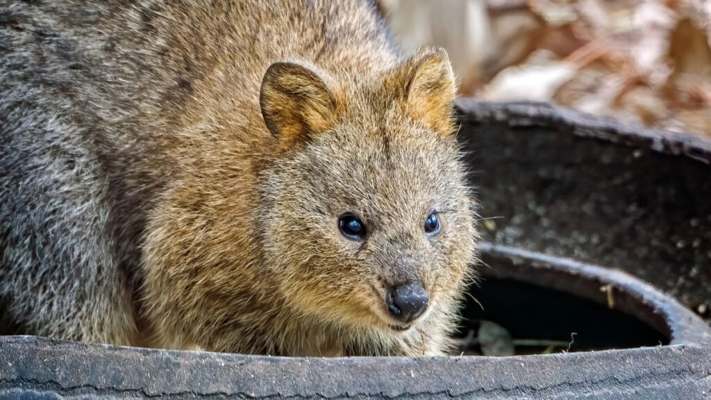 Egy kvokka közelről, szőrös testével és nagy, kifejező szemével.