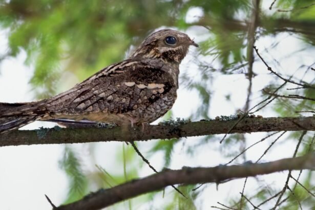Egy lappantyú ül egy ágon, álcázott tollazatával a fák között.