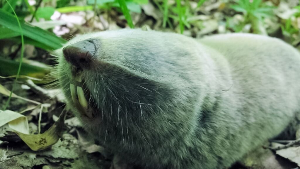 Egy magyar földikutya pihen a fűben, látható a szőre és a foga.