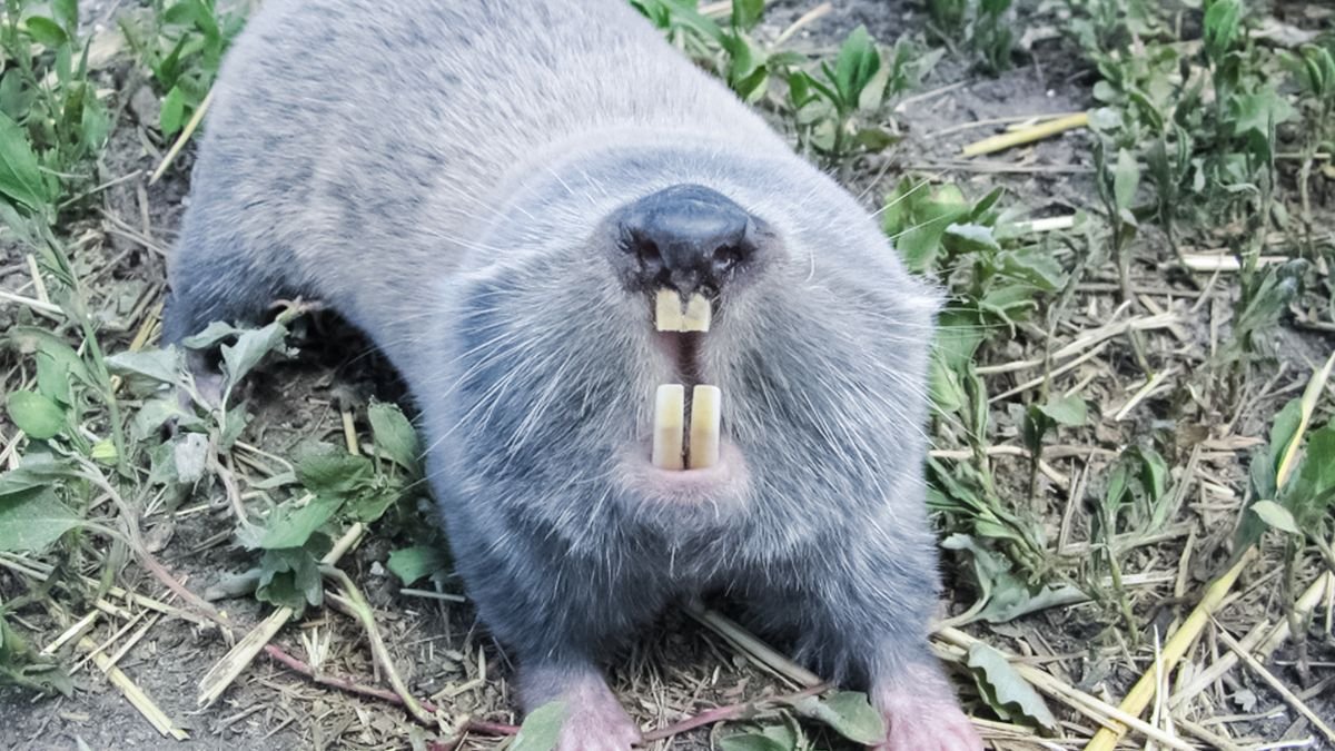 Egy földikutya, szürke bundával és jellegzetes nagy fogaival, a földön fekszik.