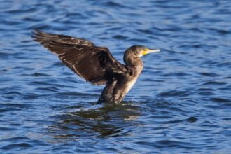 Egy nagy kárókatona szárnyait kitárva áll a víz felszínén.