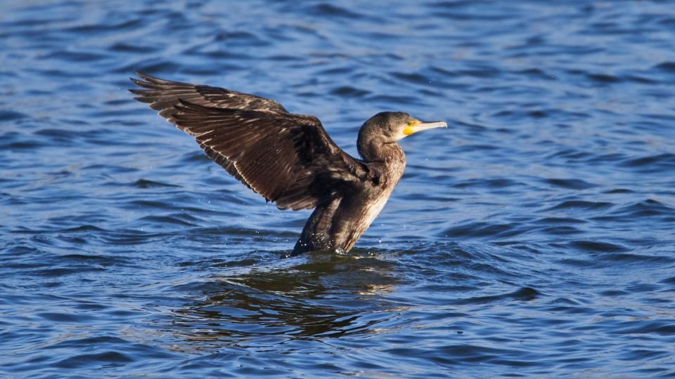 Egy nagy kárókatona szárnyait kitárva áll a víz felszínén.