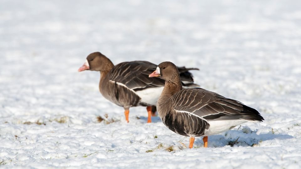 Két nagy lilik áll a hóval borított földön, békésen pihenve.