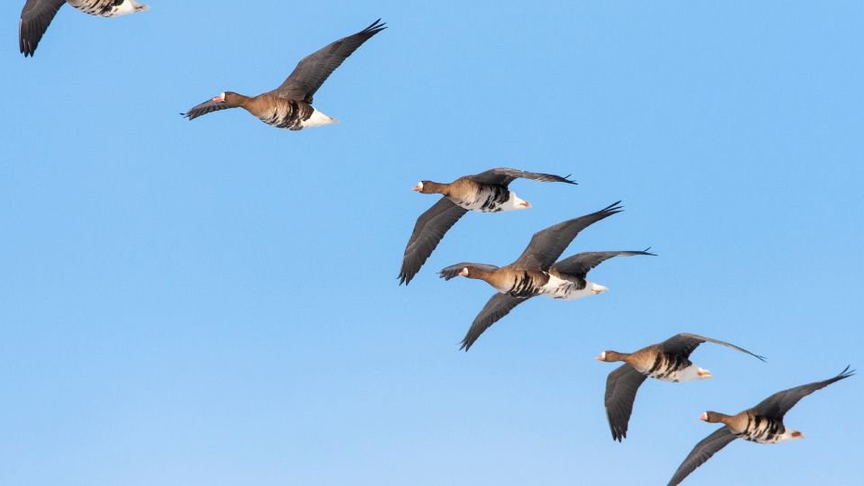 Nagy lilikek repülnek az égen, szép kék háttér előtt.