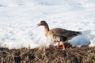 Egy nagy lilik áll a hóval borított földön, élénk narancssárga lábakkal.