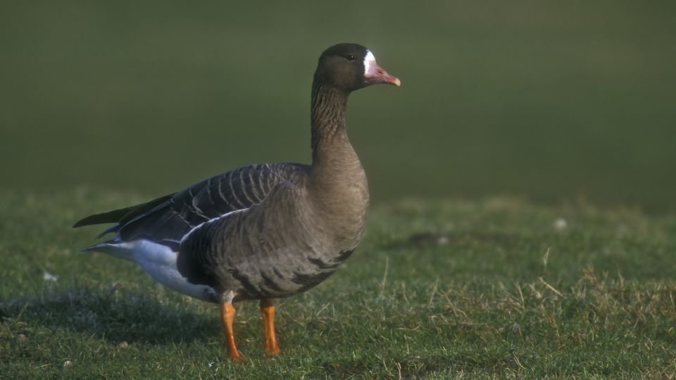 Egy nagy lilik áll a zöld fűben, szép részletekkel a tollazatán.