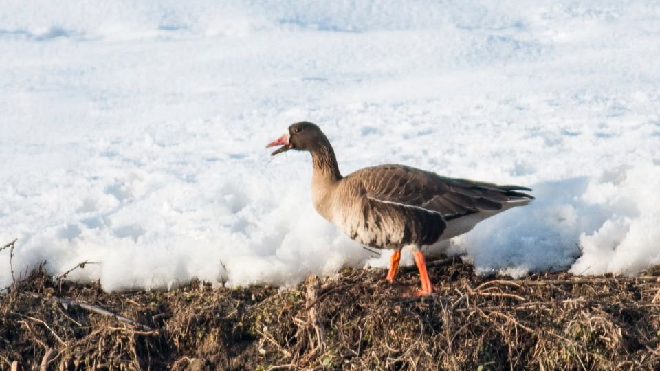 Egy nagy lilik áll a hóval borított földön, élénk narancssárga lábakkal.