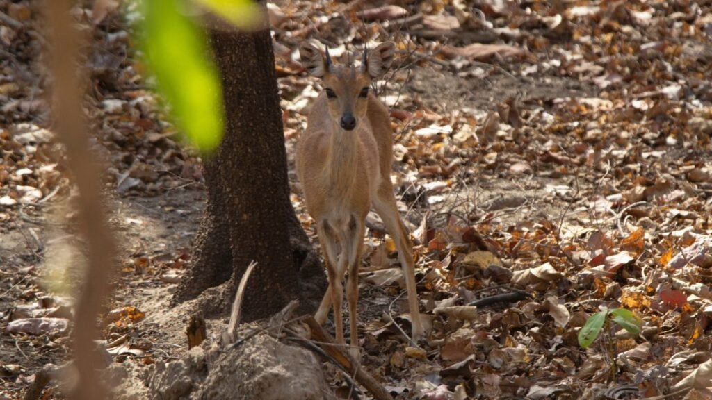 Egy négyszarvú antilop áll a fák között, körülötte száraz levelek.