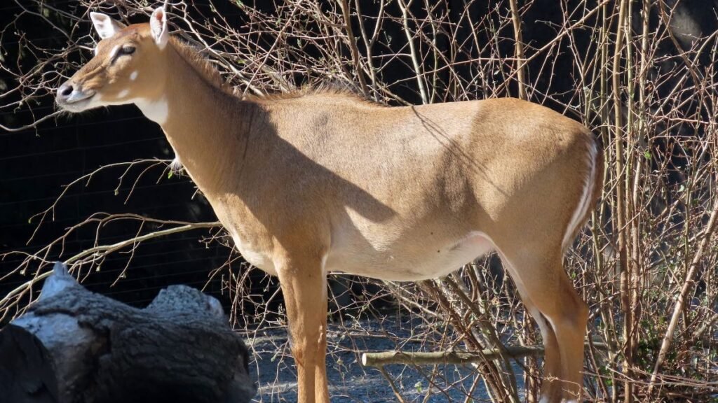 Egy nilgau áll egy bokros területen, napfényben állva.