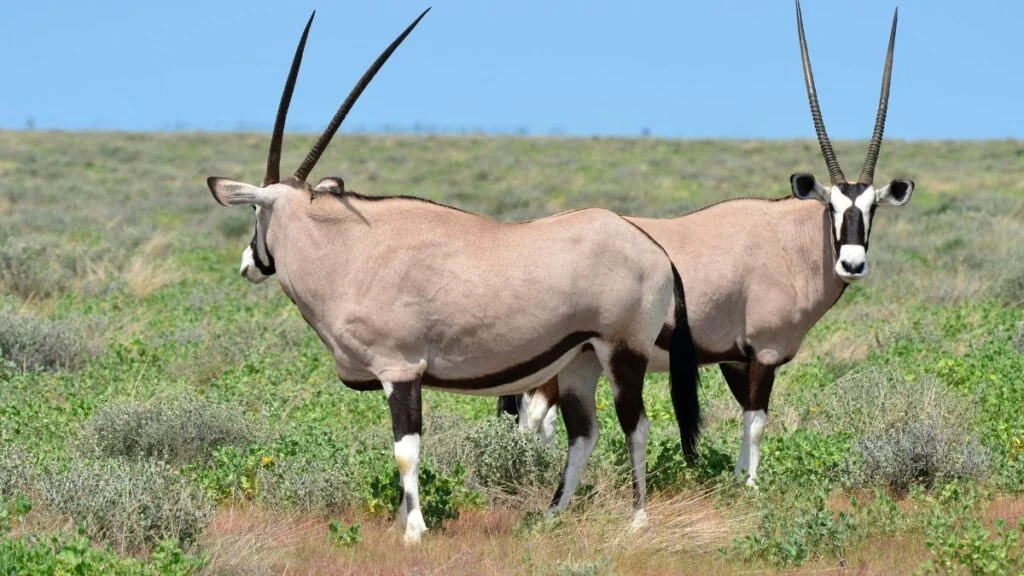 Két nyársas oryx áll egy zöldellő mezőn, háttérben kék ég.