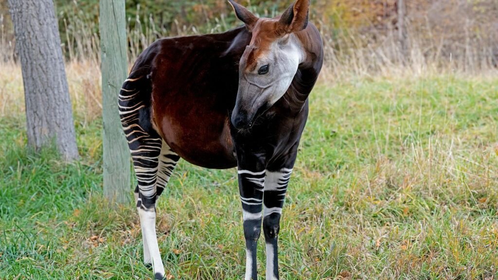 Egy okapi, a trópusi erdőben, zöld fűvel körülvéve.