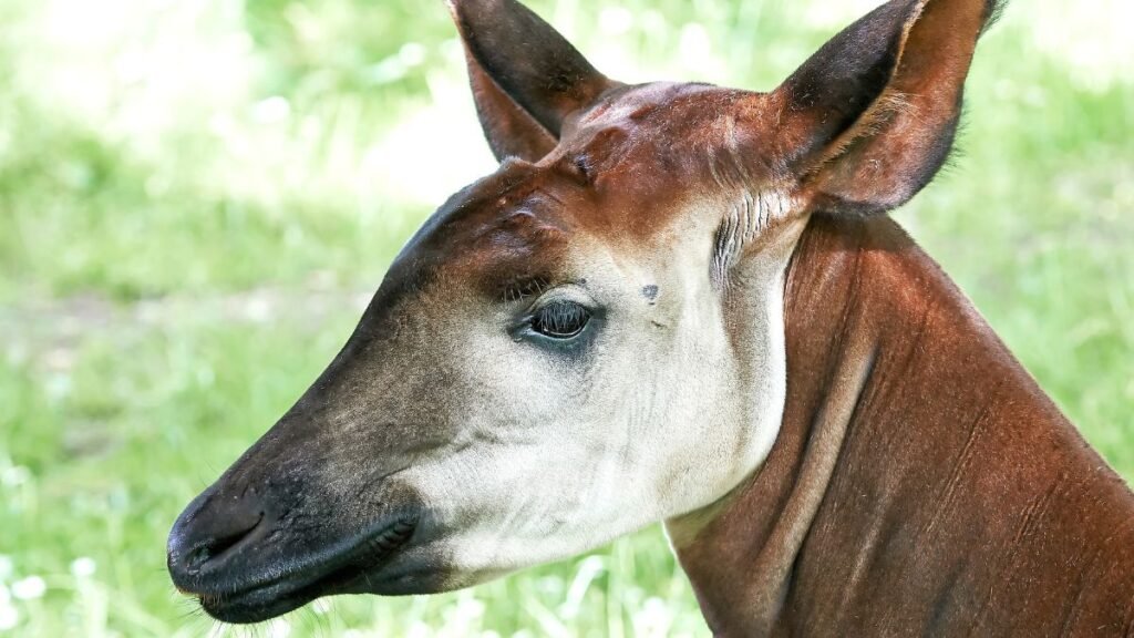 Egy okapi arca, amely a zöld fűben áll, szép, barna színű bundával.