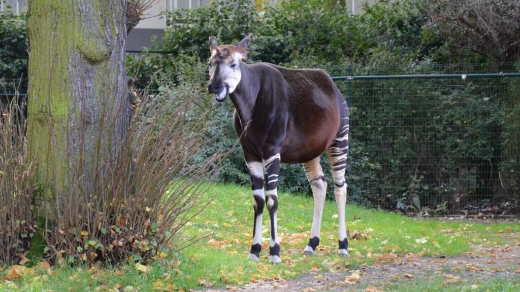 Egy okapi áll egy zöld fűvel borított területen, háttérben fákkal.
