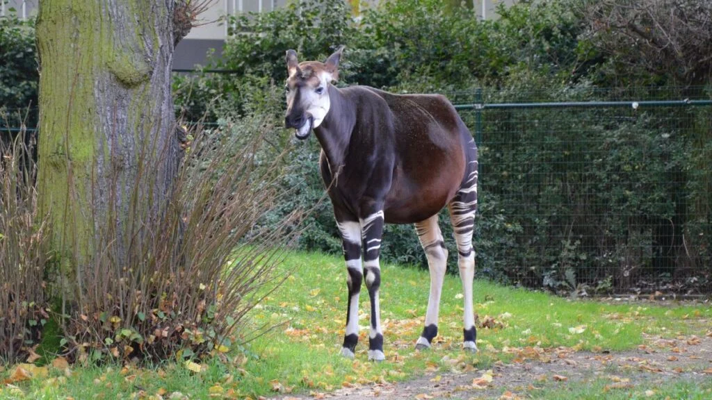 Egy okapi áll egy zöld fűvel borított területen, háttérben fákkal.