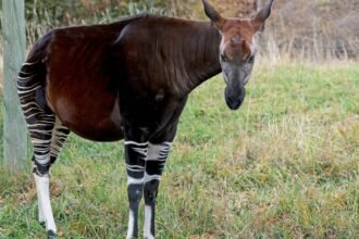 Egy okapi áll a fűben, fekete és fehér csíkos lábakkal, szép barna bundával.