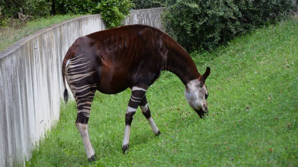 Egy okapi legelész a zöld fűben, a háttérben egy betonfal látható.