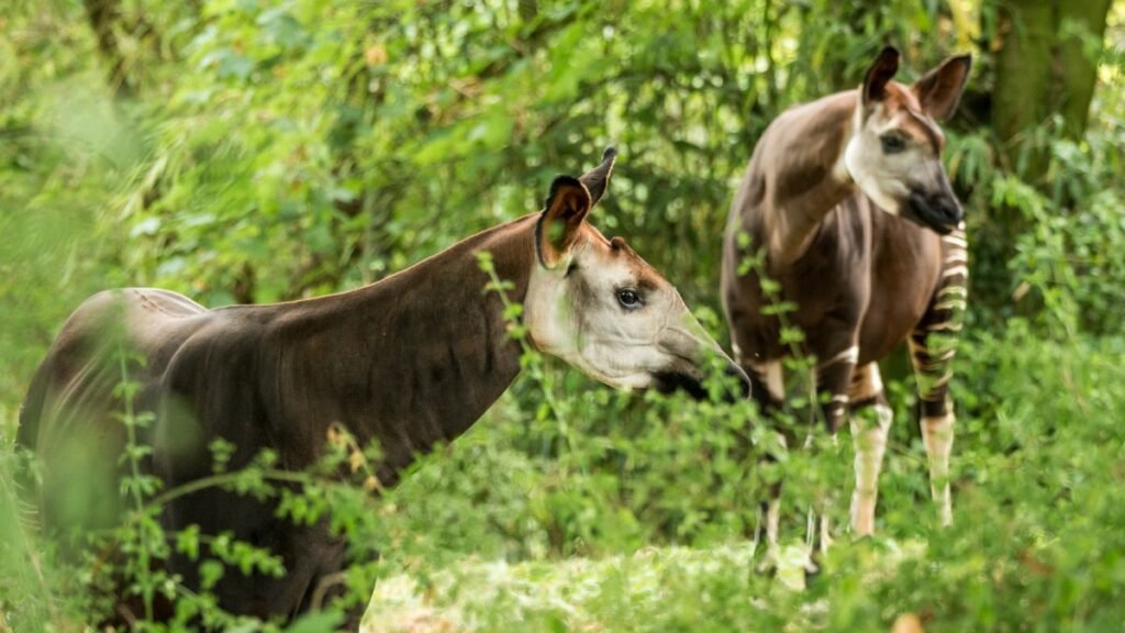 Két okapi a zöld növényzet között, természetes környezetükben.
