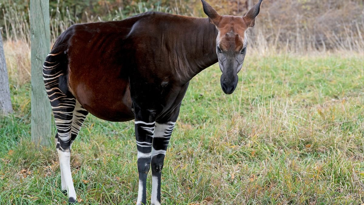 Egy okapi áll a fűben, fekete és fehér csíkos lábakkal, szép barna bundával.