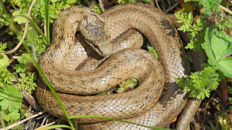 Egy rézsikló (Coronella austriaca) pihen a zöld növények között, jól álcázva.