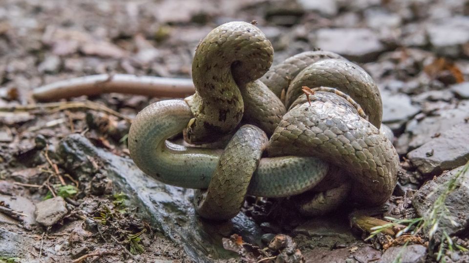 rezsiklo Coronella austriaca 2