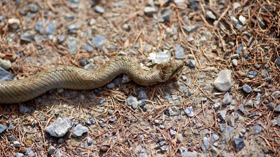 Egy rézsikló (Coronella austriaca) fekszik a földön, kövek és tűlevél között.
