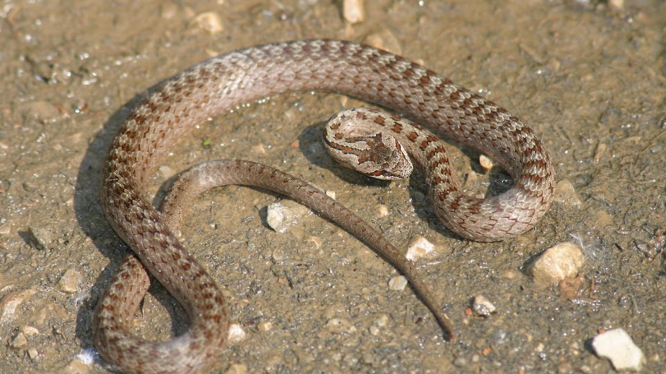 rezsiklo Coronella austriaca