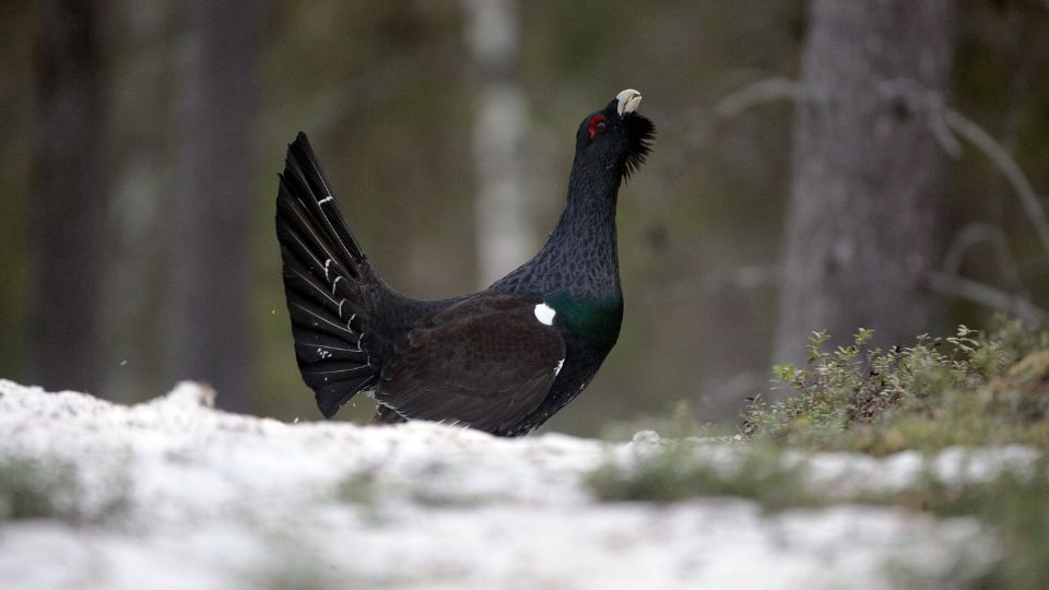 siketfajd Tetrao urogallus 1
