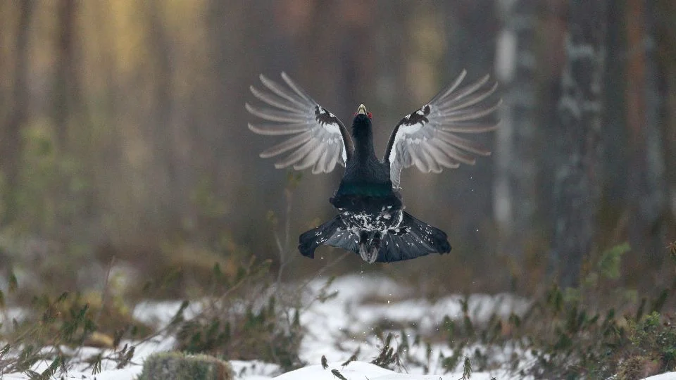 Siketfajd repülés közben, hóval borított erdőben.