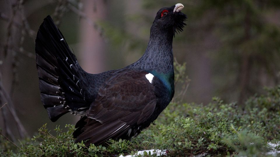 siketfajd Tetrao urogallus 3