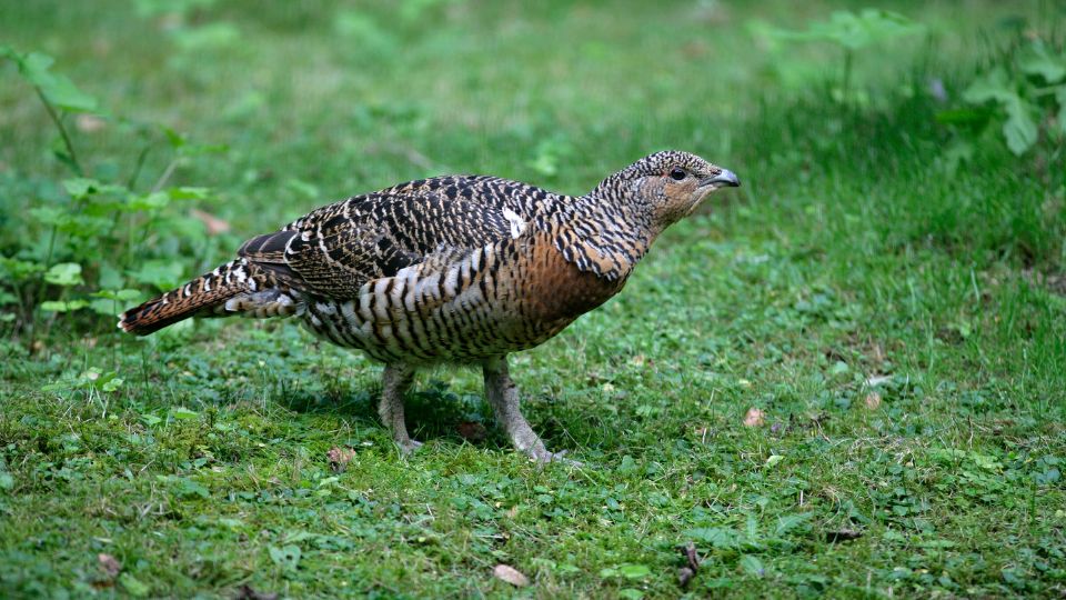 siketfajd Tetrao urogallus 4
