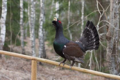 siketfajd Tetrao urogallus