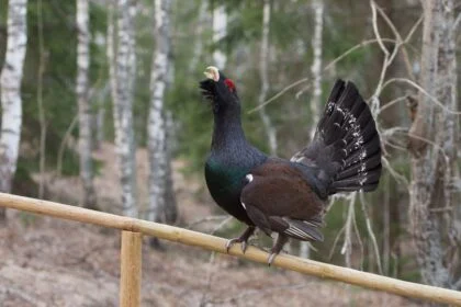 Egy siketfajd áll a fán, színes tollazattal és nyitott csőrrel.