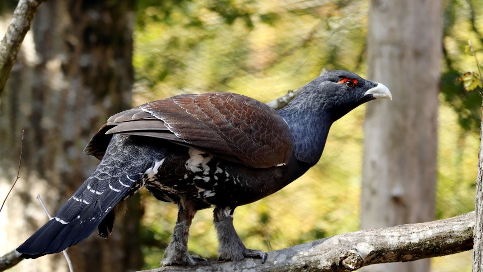 siketfajd Tetrao urogallus 5
